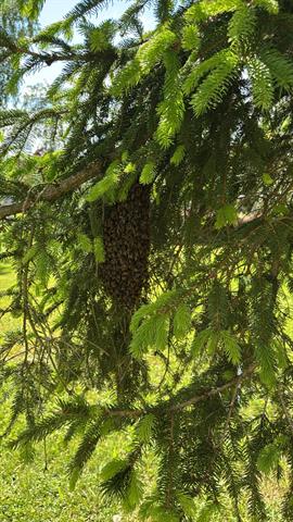 Bienen, Tageslwangen, Oberwis